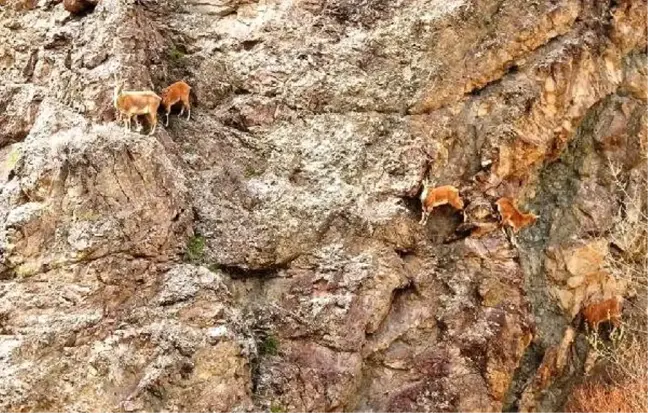 Yaban keçilerinin zorlu yolculuğu