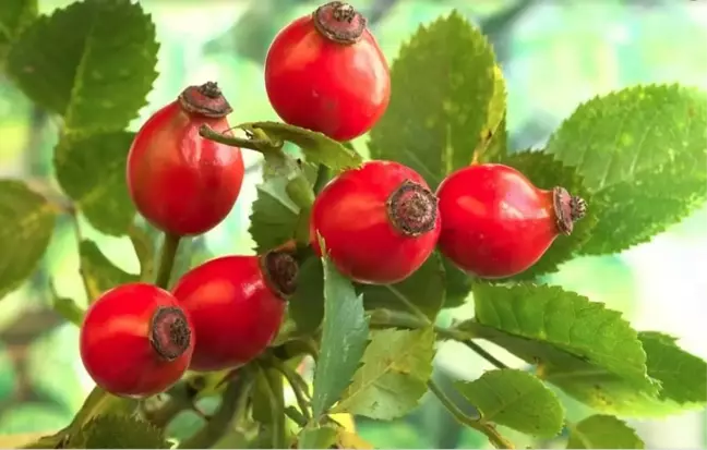 Kuşburnu nedir, faydaları ve zararları neler? Kuşburnu nasıl içilir? Kuşburnu nasıl kullanılır?