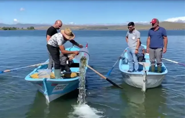 Ardahan'da 150 Bin Yavru Sazan Balığı Çıldır Gölü'ne Bırakıldı