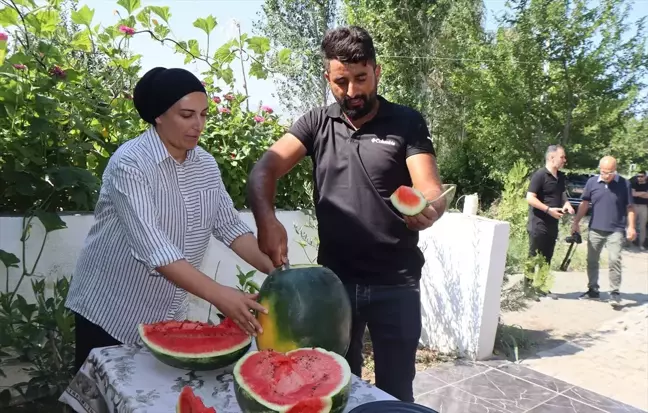 Iğdır'da Karpuz Hasadı Tarla Günü Etkinliğiyle Gerçekleştirildi