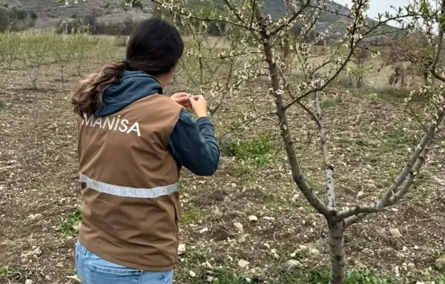 Manisa'da Zirai Don Olayı Hasar Tespit Çalışmaları Başladı