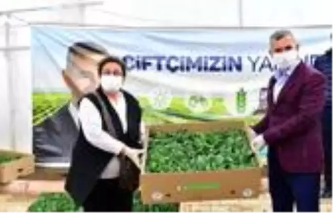Yeşilyurt'ta 100 bin sebze fidesi dağıtımına başlandı
