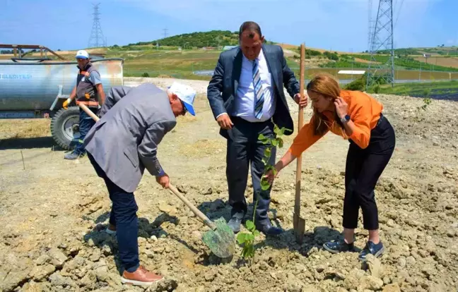 Lapseki'de B Tipi Mesire Alanı'nda Ağaçlandırma Çalışması