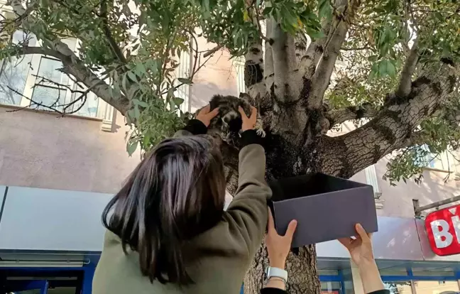 Sokak Köpeklerinden Korkan Yavru Kediye Vatandaşlar Yardım Etti