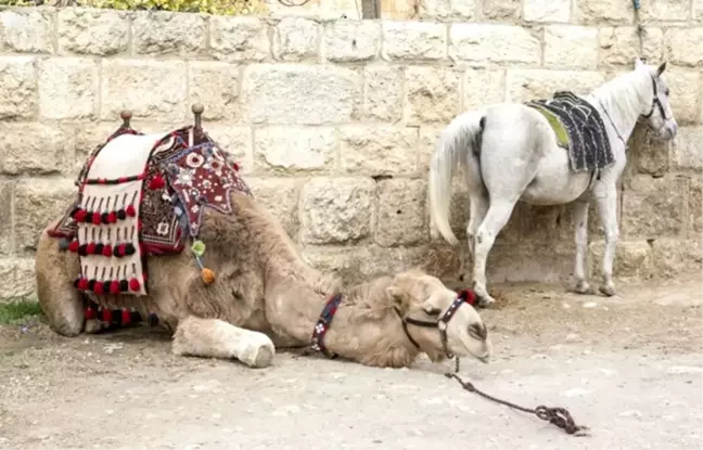 Türkiye’den 10 sanatçı, 180 yıl sonra aynı rotada