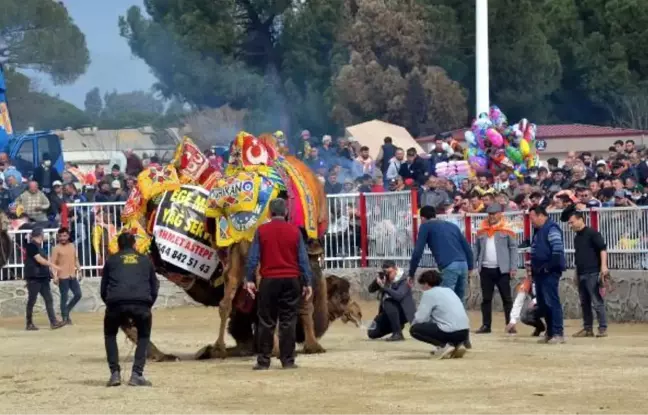 NAZİLLİ DEVE GÜREŞİ FESTİVALİ'NE BÜYÜK İLGİ