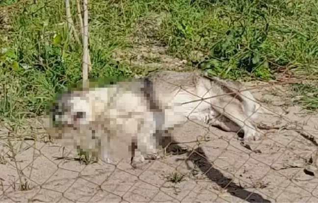 Son dakika haberleri! DİKİLİ'DE 5 KÖPEĞİ ZEHİRLİ SOSİSLE ÖLDÜRDÜLER