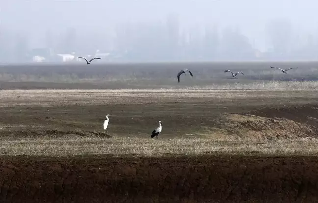 Muş Ovası'nda Kışın Göç Etmeyen Kuşlar