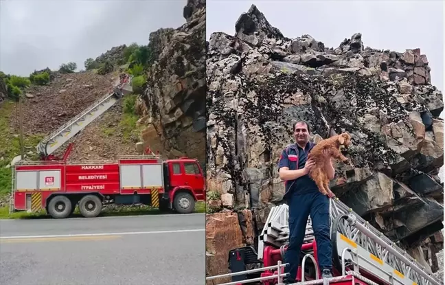 Kayalıklarda Mahsur Kalan Oğlak İtfaiye Ekipleri Tarafından Kurtarıldı