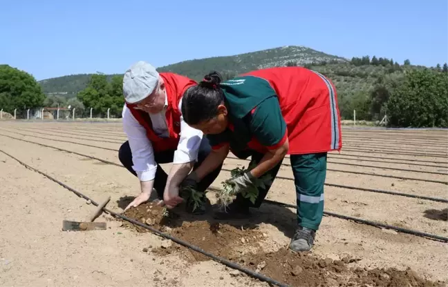 Menteşe'de 25 Bin Fidan Toprakla Buluştu