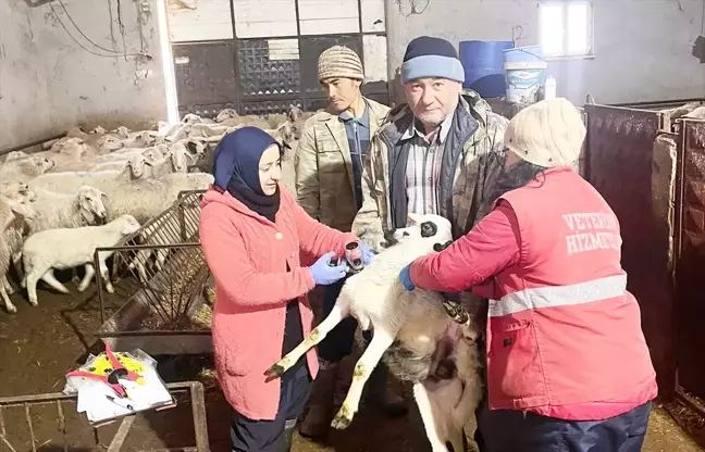 Sandıklı'da Küçükbaş Hayvanlara Veba ve Çiçek Aşısı Uygulandı