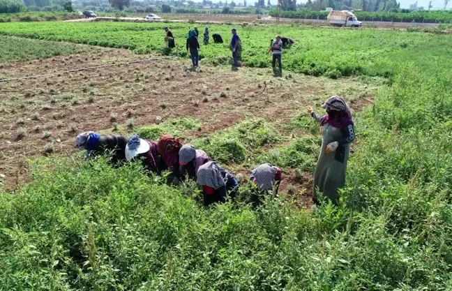 Adana'da tıbbi ve aromatik bitkilerin hasadı yapıldı