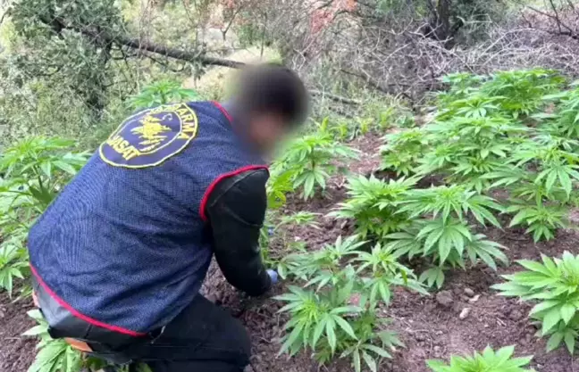 Akhisar'da Uyuşturucu Operasyonu: Yasa Dışı Kenevir Ekimi Yapan Şahıs Gözaltına Alındı
