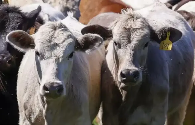 ABD'nin 5 eyaletinde kuş gribine yakalanan çok sayıda çiftlik ineği öldü