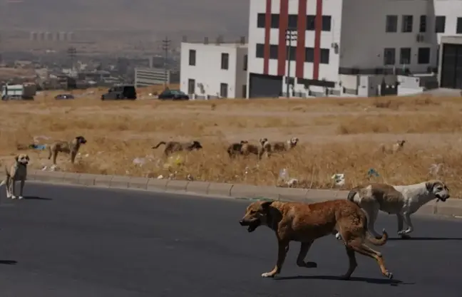 Süleymaniye'de Sahipsiz Köpek Saldırıları Halkı Tedirgin Ediyor