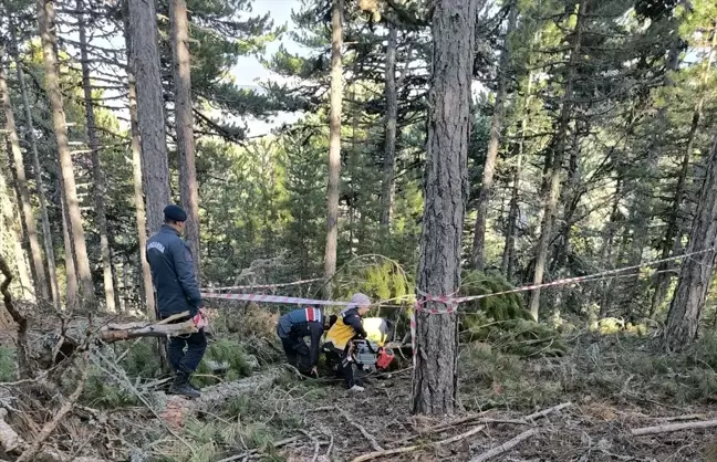 Ağaç Kesim İşçisi Kaza Sonucu Hayatını Kaybetti