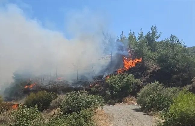 Antakya'da ormanlık alanda çıkan yangına müdahale başlatıldı