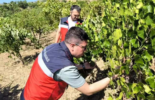 Emet İlçe Tarım ve Orman Müdürlüğü Üreticilere Antep Fıstığı ve Üzüm Hastalıkları Hakkında Bilgi Verdi