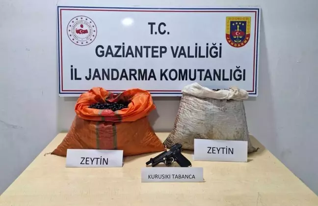 Gaziantep'te Zeytin Hırsızlığı Suçüstü Yakalandı