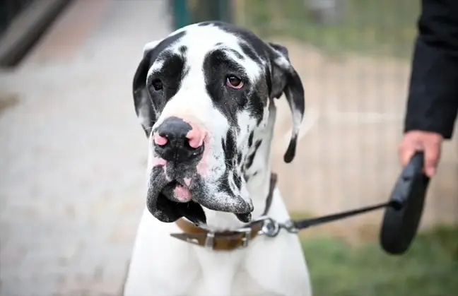 Köpek Irkları ve Kinoloji Federasyonu'ndan Kayıt Altına Alma Etkinliği