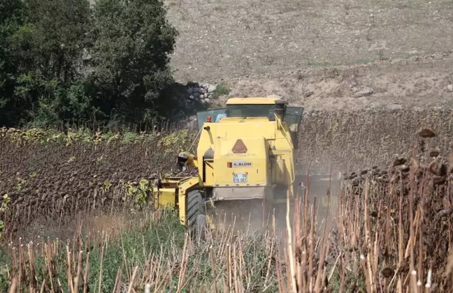 Ayçiçeği hasadına başlandı