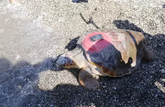 Uydu takip cihazı takılan 2 caretta caretta denize salındı