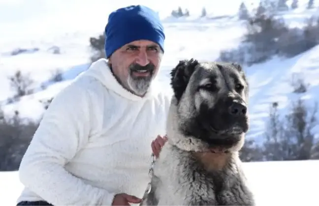 KANGAL KÖPEĞİ İNSANA YÖNELİK 'ÖLDÜR', 'SALDIR' VEYA 'ISIR' KOMUTUNA UYMUYOR