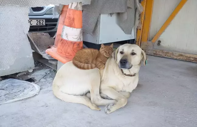 İnşaat işçilerinin tedavi ettiği köpek ile buldukları kedinin arkadaşlığı dikkat çekiyor
