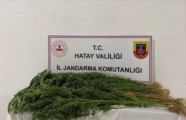 Hatay'da Uyuşturucu Operasyonunda 37 Kişi Gözaltına Alındı