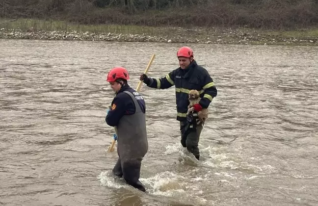 Ordu'da Dere Yatağında Mahsur Kalan Köpek Yavrusu Kurtarıldı