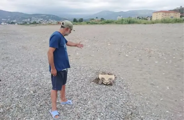 Alanya'da Caretta Caretta Katliamı İddiası