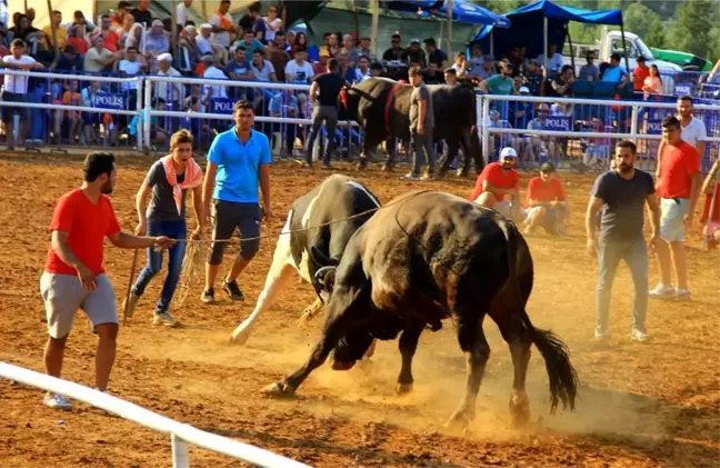 Boğalar arenaya sığmadı
