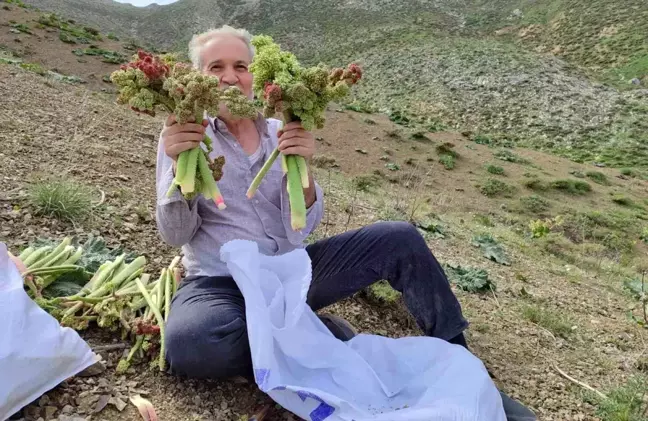 Adıyaman'da ışkın toplamak için Türk Dağına tırmandılar