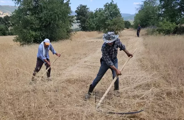 Demirci'de İmece Usulü Buğday ve Arpa Hasadı