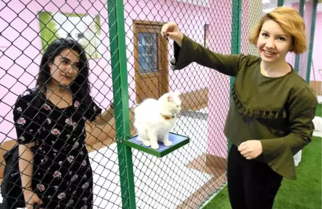 Van Kedilerinden Bu Yıl Daha Fazla Yavru Alınacak