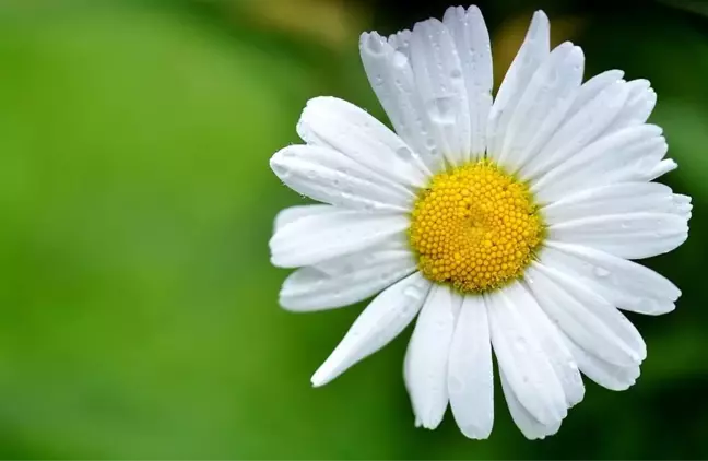 Papatya çayının faydaları nelerdir, neye iyi gelir? Papatya çayı nasıl yapılır, uyku getirir mi?