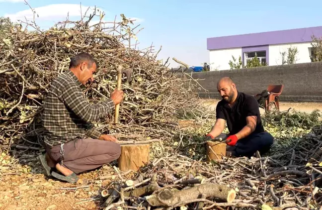 Şanlıurfa'da Fıstık Dalları Kış Yakacağı Olarak Kullanılıyor