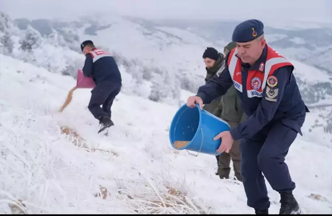 Kırşehir Jandarması Yaban Hayvanları İçin Yem Bıraktı