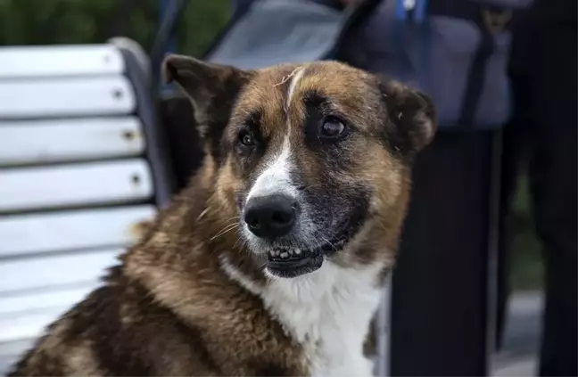 Ölen sahibinin dönmesini 9 yıl bekleyen köpek: Kırım'ın Haçiko'su