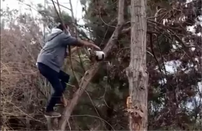 Ağaçta mahsur kalan kedi, vatandaşlar tarafından kurtarıldı
