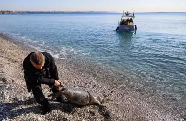 Antalya'da Yavru Akdeniz Foku Ölü Bulundu