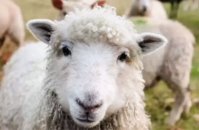 Kurban Bayramın hangi günlere denk geliyor? Kurban Bayramının 1,2,3 günü ne zaman, hangi gün?