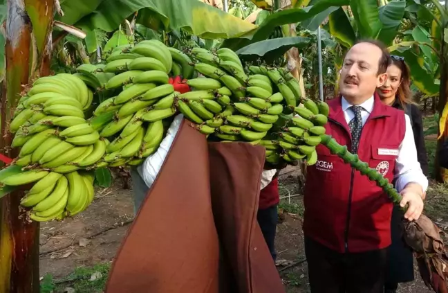 Mersin'de Yeni Mandalina ve Muz Çeşitleri Tescillendi