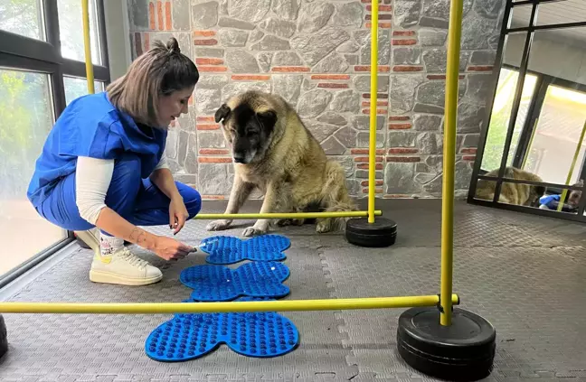 Obezite ile Savaşan Sokak Köpeği 'Duman' 10 Kilo Verdi