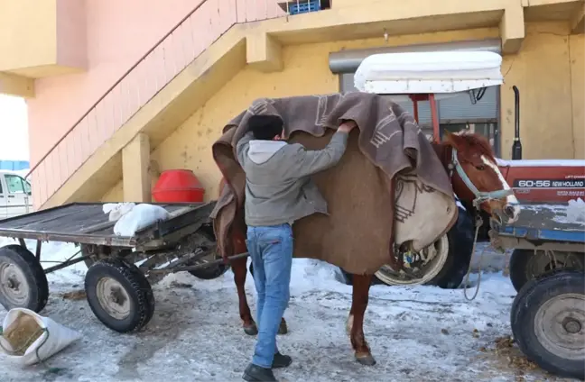 Atları Soğuktan Battaniyelere Sararak Koruyorlar
