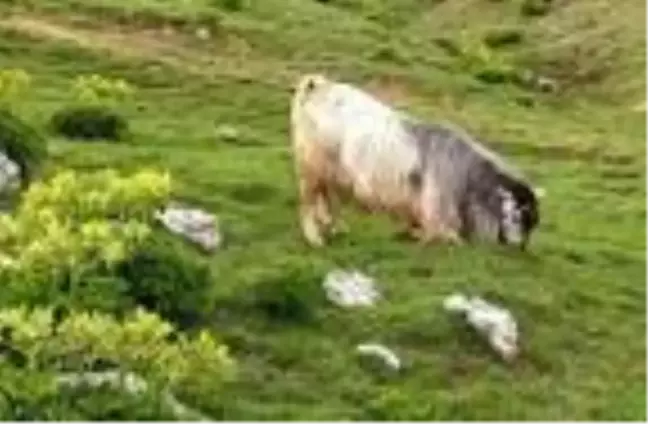 Ahırın kapısını kırıp dağa kaçan kurbanlık keçi, 5 gün sonra otlanırken bulundu