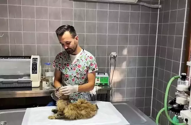 Bilecik'te yaralı kedi hayvan hastanesinde ameliyat edildi