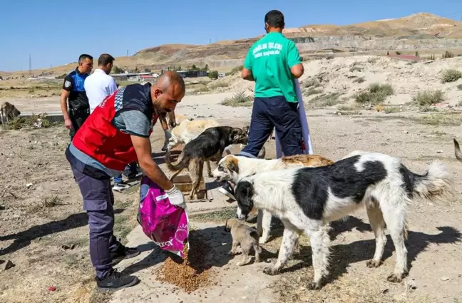Van Büyükşehir Belediyesi Hayvan Bakım ve Rehabilitasyon Merkezi'nden 10 Bin Sokak Hayvanına Tedavi ve Aşı