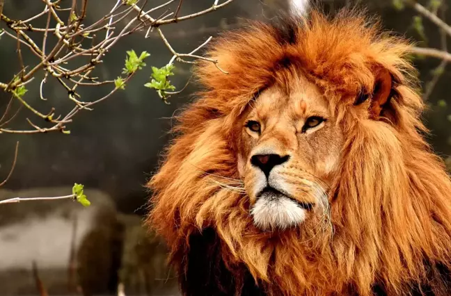 Rüyada aslan görmek ne anlama gelir? Rüyada aslan öldürmek ne demek?