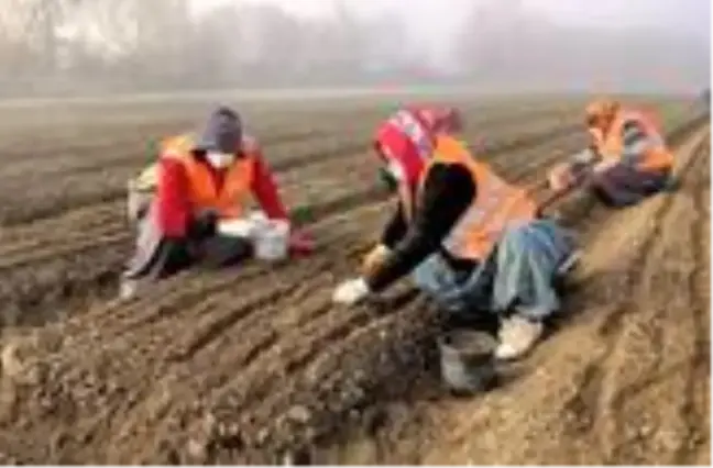 Bolu'da Türk Fındığı tohumu ekimleri devam ediyor